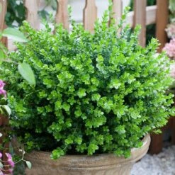 Sprinter® Boxwood Shrub -Geen Shop sprinter boxwood 3