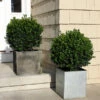 Sprinter® Boxwood Shrub -Geen Shop sprinter boxwood BB 600x600 b24a5902 adf3 4666 bd8c 950534f9e3e2