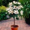 White Tropical Hibiscus Tree -Geen Shop white hibiscus tree 220