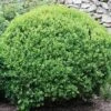 Winter Gem Boxwood Shrub 2 Winter Gem Boxwood Shrub -Geen Shop winter gem 220