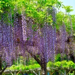 Purple Wisteria Tree -Geen Shop wisteria tree 3 bb