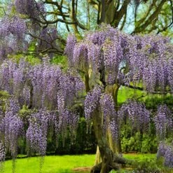 Purple Wisteria Tree -Geen Shop wisteria tree 5 BB