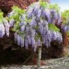 Purple Wisteria Tree -Geen Shop wisteria tree BB 600x600 bd76ad45 21cd 4411 b4ae b07dfd1534a3